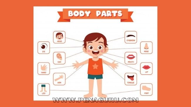 materi bahasa inggris kelas 1 sekolah dasar