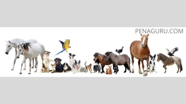 Materi Bahasa Inggris Kelas 3 SD Animal Lengkap dengan Daftar Kosakata 1 Materi Bahasa Inggris Kelas 3 SD Animal