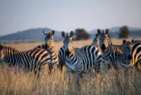 Contoh Report Text Singkat tentang Zebra