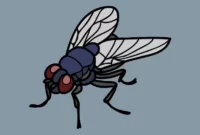 Contoh Report Text Singkat tentang Lalat