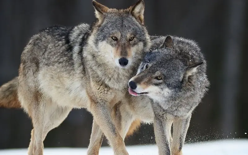 Contoh Report Text Singkat tentang Serigala