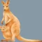 Contoh Report Text tentang Kanguru